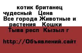 котик британец чудесный › Цена ­ 12 000 - Все города Животные и растения » Кошки   . Тыва респ.,Кызыл г.